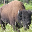 Bison