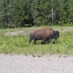 Buffalo