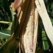 White corn plant