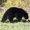 Black Bear