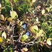 Blueberries