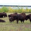 Buffalo