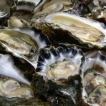 Oysters