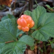 Cloudberry