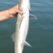 Lake Trout