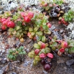 Mountain Cranberry