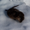 Muskrat